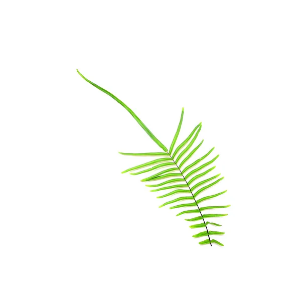 Sammlung Tropisches Grünes Farnblatt Auf Weißem Hintergrund — Stockfoto