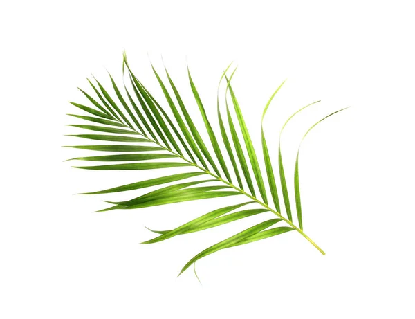 Beyaz Desenli Arka Planda Izole Edilmiş Tropikal Doğa Yeşil Palmiye — Stok fotoğraf