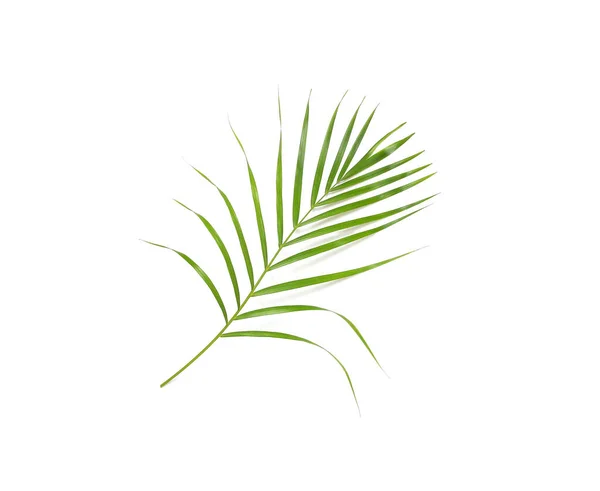 Tropical Nature Green Palm Leaf Isolated Pattern Background — 스톡 사진