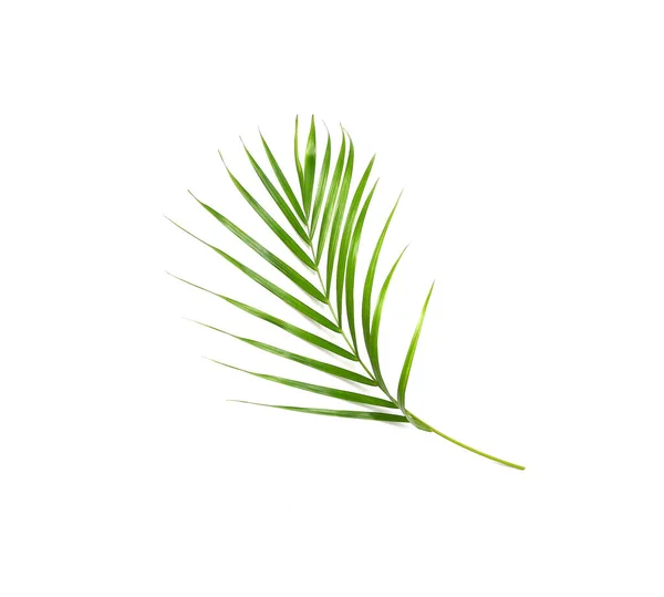 Тропічна Природа Зеленого Пальмового Листя Ізольований Візерунок Фон — стокове фото