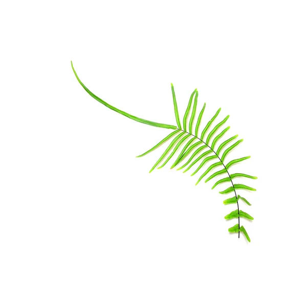 Collectie Tropische Groene Varen Blad Witte Achtergrond Clipping Pad — Stockfoto