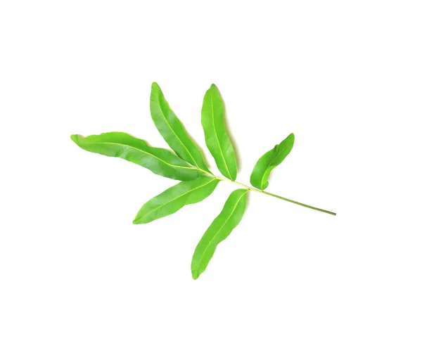 Sammlung Tropisches Grünes Farnblatt Auf Weißem Hintergrund — Stockfoto