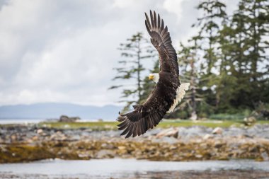 Kanadalı Kel Kartal (haliaeetus leucocephalus) dönüşmek üzere ve tüyleri muhteşem bir şekilde görünmektedir.
