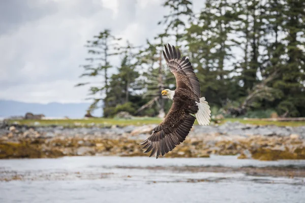 Águia-calva-canadense (haliaeetus leucocephalus) voando em seu habitat com asas abertas — Fotografia de Stock