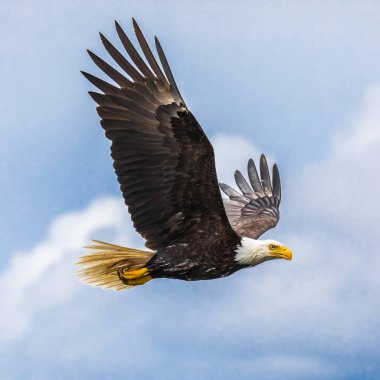 Kel Kartal 'ın muhteşem görüntüsü (haliaeetus leucocephalus) gökyüzünde uçuyor