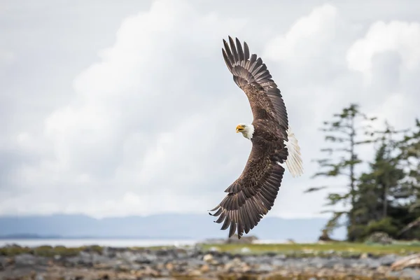Canadian Bald Eagle (haliaeetus leucocephalus) está prestes a virar e mostrar maravilhosamente sua plumagem — Fotografia de Stock