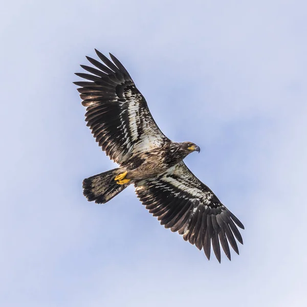 Young Bald Eagle (haliaeetus leucocephalus) showing the downside of the plumage — 스톡 사진