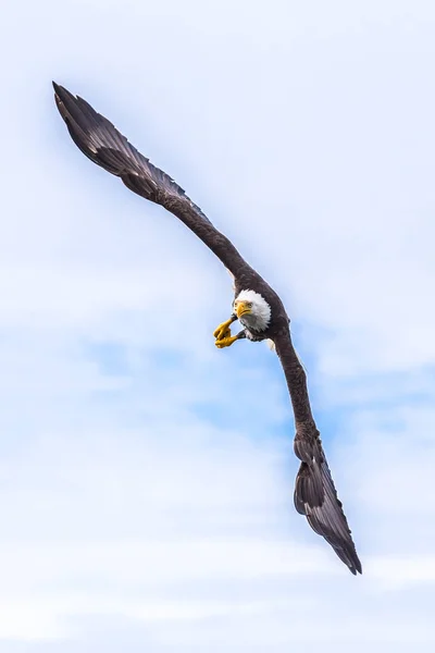 Canadian Bald Eagle flying in its habitat in hunting mode — 스톡 사진