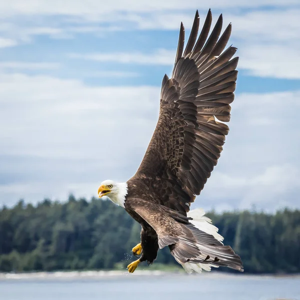 Canadian Bald Eagle (haliaeetus leucocephalus) voando em seu habitat e mostrando sua bela plumagem — Fotografia de Stock