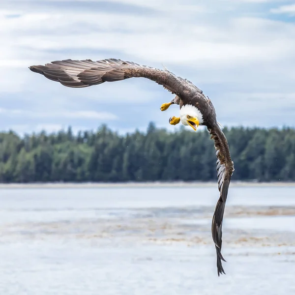 Canadian Bald Eagle (haliaeetus leucocephalus) flying in its habitat and focusing its prey — 스톡 사진