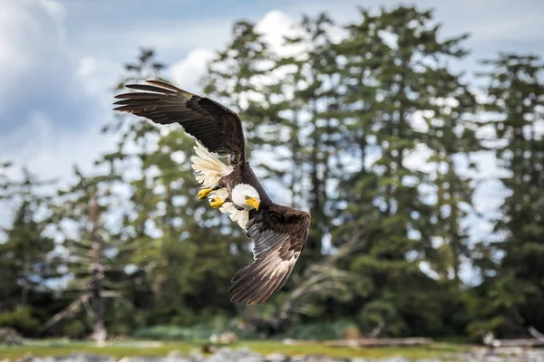 Canadian Bald Eagle (haliaeetus leucocephalus) flying in its habitat with open wings — 스톡 사진