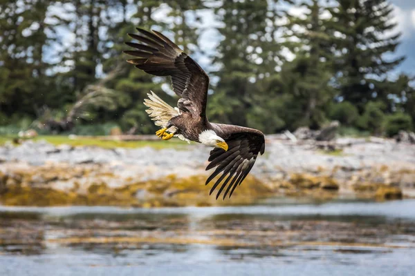 Águia-do-norte-americana (haliaeetus leucocephalus) no seu habitat — Fotografia de Stock