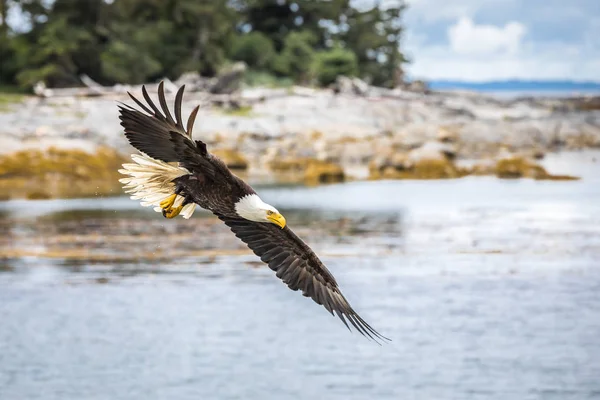 Канадский лысый орлан (haliaeetus leucocephalus) летит в своей среде обитания — стоковое фото