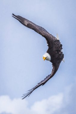 Son derece odaklanmış Kel Kartal (haliaeetus leucocephalus) bir manevra, Kanada