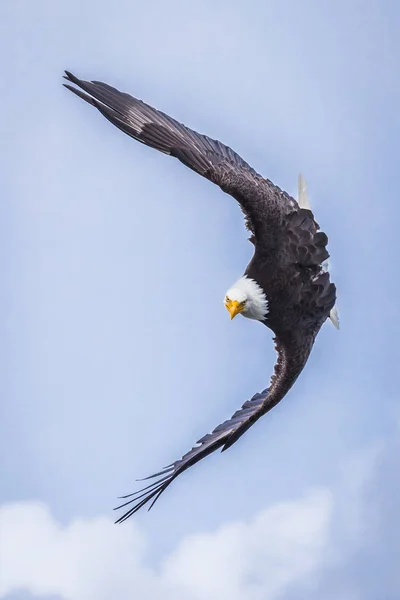 Extremely focused Bald Eagle (haliaeetus leucocephalus) flying a maneuver, Canada — 스톡 사진