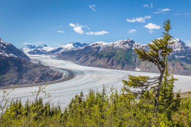 Somon Buzulu ve arkasında dağ manzarası olan hava durumu ağacı, Hyder, Alaska, Usa