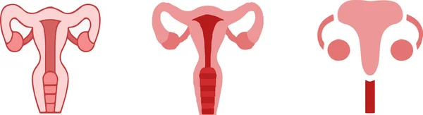 Uterus Ikon Isolerad Vit Bakgrund — Stock vektor