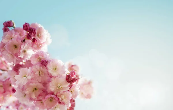 Cherry blossom spring background — Stock Photo, Image