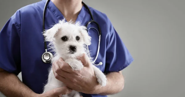 Veterinário médico segurando cachorro — Fotografia de Stock