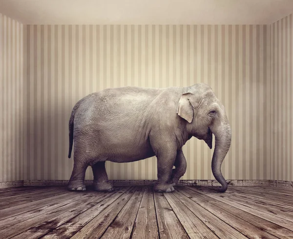 Éléphant dans la métaphore de la pièce — Photo