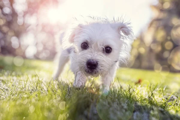Puppy outside walking in the park — Stock Photo, Image