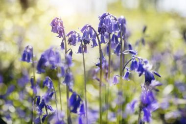 Bluebells bahar ormandaki