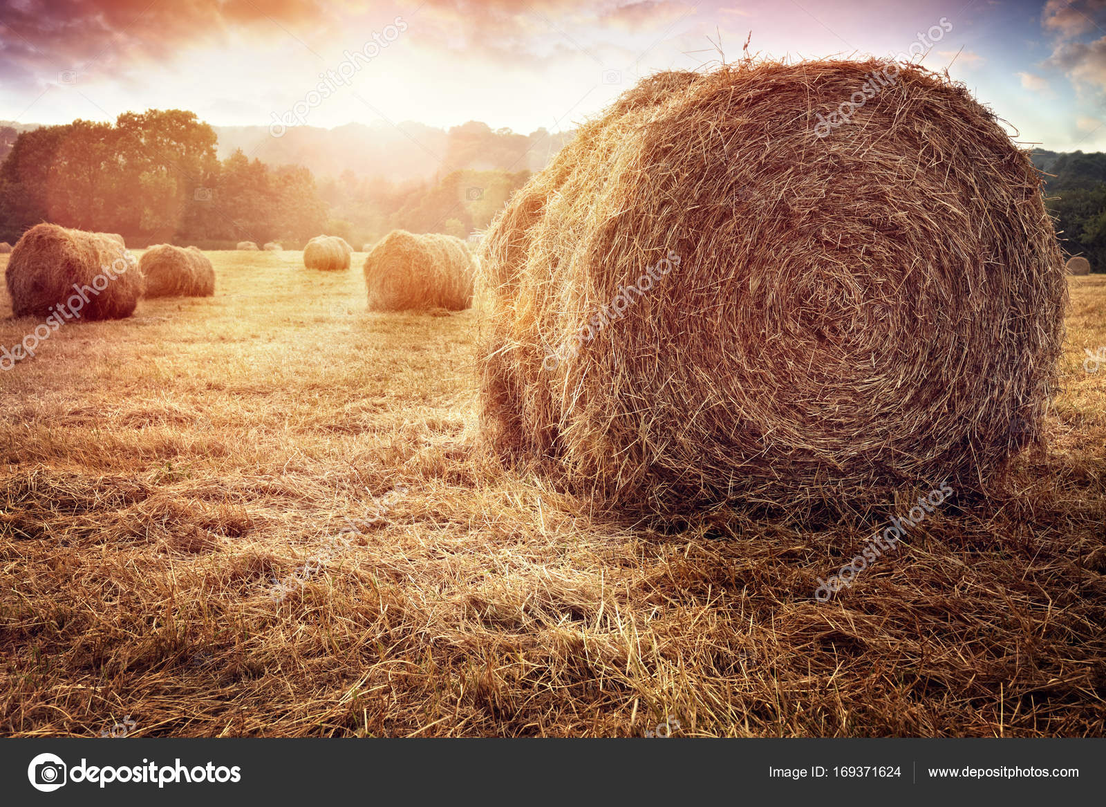 25 653 Hay Bales Images Free Royalty Free Stock Hay Bales Photos Pictures Depositphotos 25 653 Hay Bales Images Free Royalty Free Stock Hay Bales Photos Pictures Depositphotos