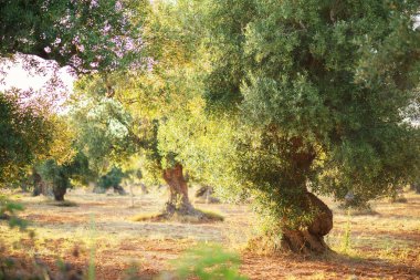Salento, Puglia 'dan güzel zeytin ağaçları. Eski zeytin ağacıyla Akdeniz zeytin tarlası. Güneşli bir günde geleneksel tarla, doğal ışık