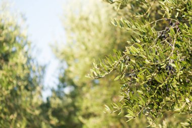 Bulanık arkaplanda zeytin fidanında olgun siyah zeytinlerle dolu zeytin demeti. Uzayı metin için kopyala. Doğal zeytin ve zeytin yağı teması