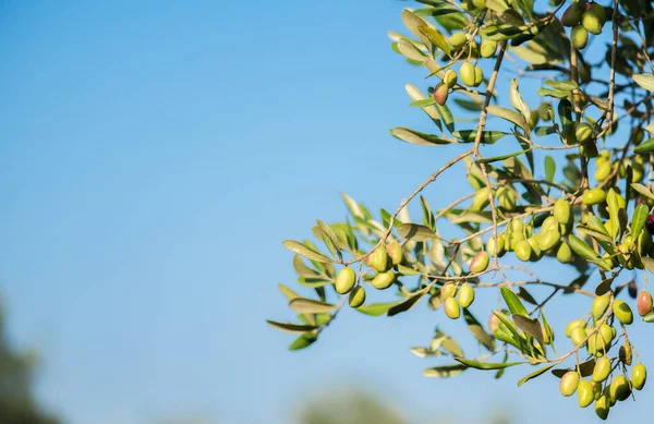 Olive bunch with green young olives on blurred background. Green olives on olive tree. Copy space for text. Natural olives and olive oil theme
