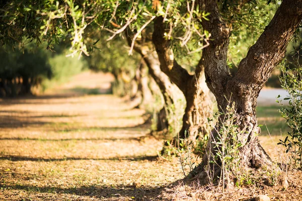 Arka planda bulanık zeytin ağaçları var. Salento, Puglia, İtalya 'da bir korulukta zeytin ağaçları. Güneşli bir günde geleneksel zeytin ağacı fidanlığı