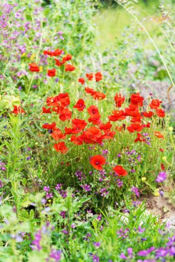 İtalya, Puglia 'da bir tarlada gelincikler çiçek açıyor