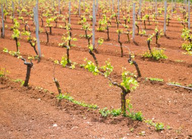 Puglia 'da büyüyen genç yeşil üzüm bağı