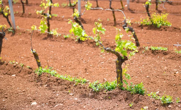 Junger grüner Weinberg in Apulien — Stockfoto