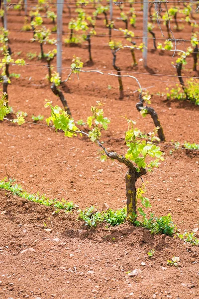 Junger grüner Weinberg, der in Apulien wächst, Sorte Primitivo der Manduria — Stockfoto