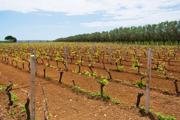 Viña verde joven creciendo en Puglia, variedad de Primitivo de Manduria —  Fotos de Stock