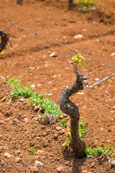 Viña verde joven que crece en Puglia, variedad de Primitivo de Manduria, Italia —  Fotos de Stock