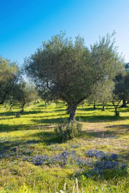 İlkbaharda Salento 'da, Puglia' da çiçek açan mavi çiçekler ve parlak mavi gökyüzü ile güzel zeytin ağaçları manzarası. Seçici odak, uzayı kopyala. Bahar konsepti