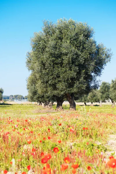 Belle Vue Sur Les Oliviers Printemps Dans Salento Dans Les — Photo