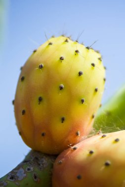 Bir brunchta olgun Prickly armut kaktüsü rengarenk taze olgun meyvelerin yakın çekimi. Opuntia fichi d 'lndia. Güney İtalya, Salento, Puglia
