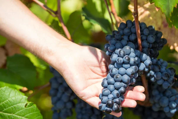 Cosecha Uvas Los Agricultores Trabajan Con Uvas Negras Recién Cosechadas — Foto de Stock