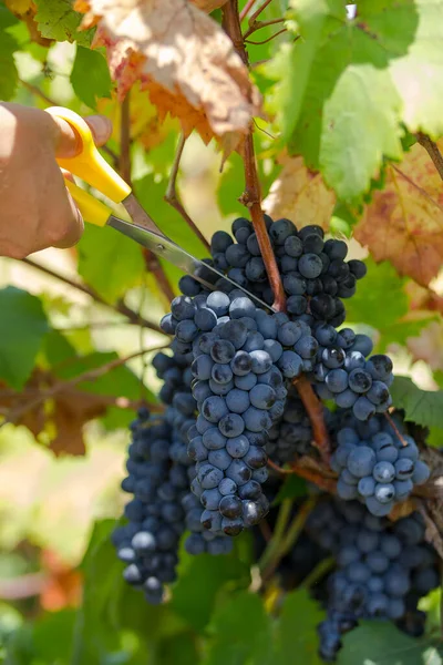 Cosecha Uvas Los Agricultores Trabajan Con Uvas Negras Recién Cosechadas — Foto de Stock