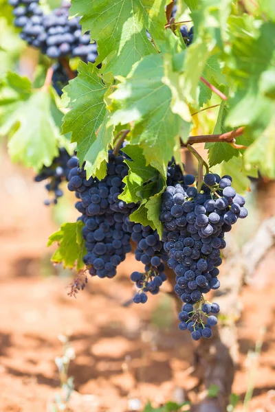 Branch Vine Bunches Ripe Grapes Primitivo Dark Skinned Grape Known — Stock Photo, Image