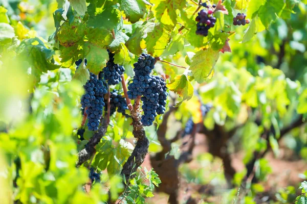 Rama Una Vid Con Racimos Uvas Maduras Primitivo Una Uva — Foto de Stock