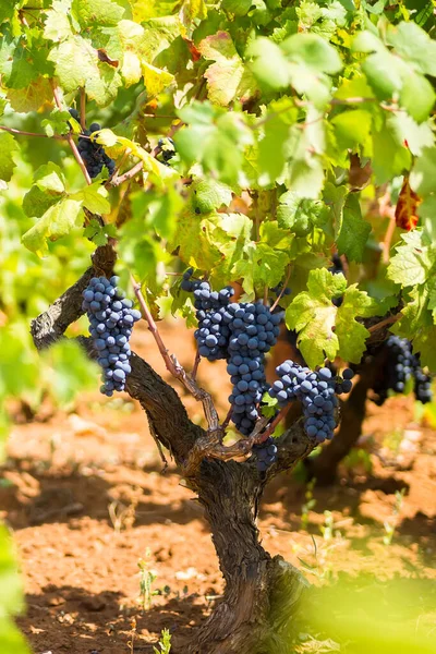 Rama Una Vid Con Racimos Uvas Maduras Primitivo Una Uva —  Fotos de Stock