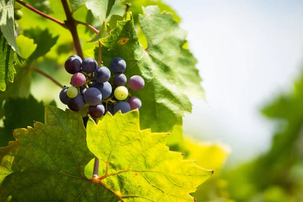 Raceme Primitivo Grape Organic Vineyard Salento Racemo Primitivo Grape Organic — Stock Photo, Image