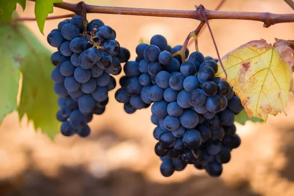 Uvas Púrpuras Maduras Con Hojas Estado Natural Viñedo Apulia Uva — Foto de Stock