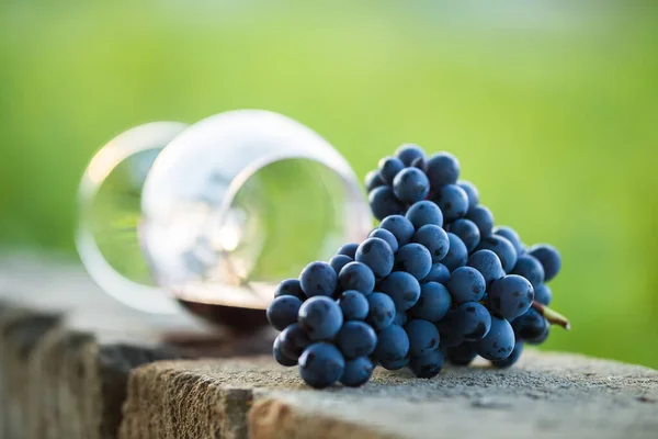 Glass Red Wine Purple Grapes Dropped Wine Glass Spilled Red — Stock Photo, Image