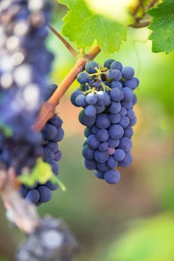 Bahçedeki üzüm üzümleri, asmalar, çeşitli primitivolar.