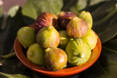 Taze incirler güneş ışığında, yakın plan killi kasede, Apulia, Akdeniz meyvesi